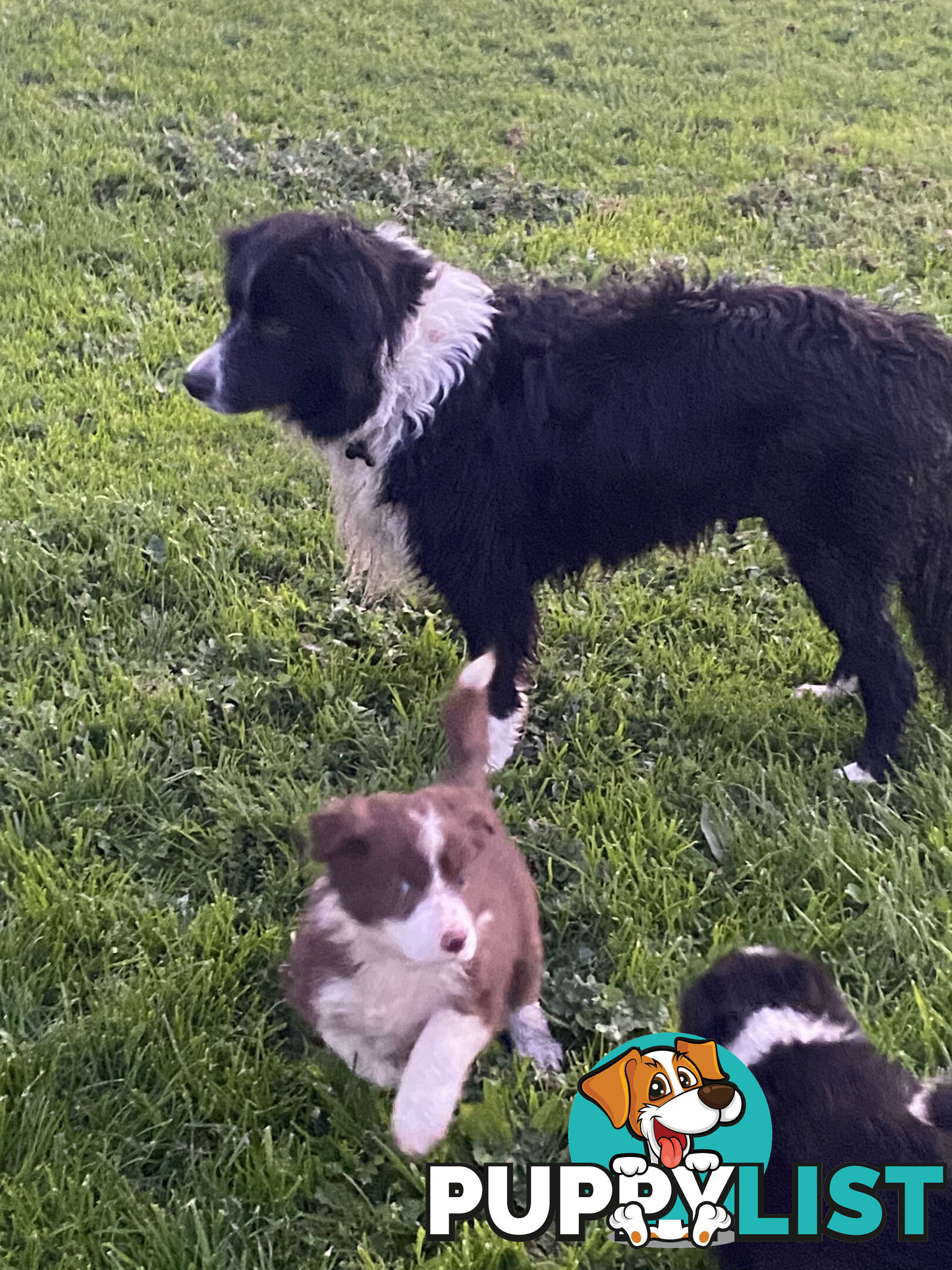 Pedigree Border Collie puppies