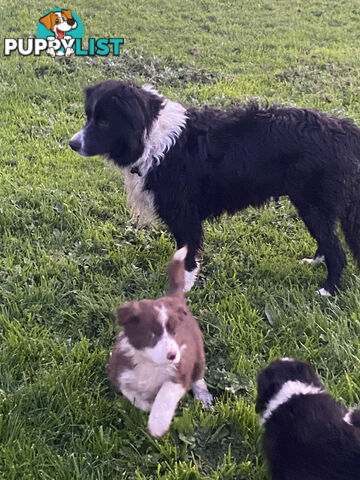 Pedigree Border Collie puppies