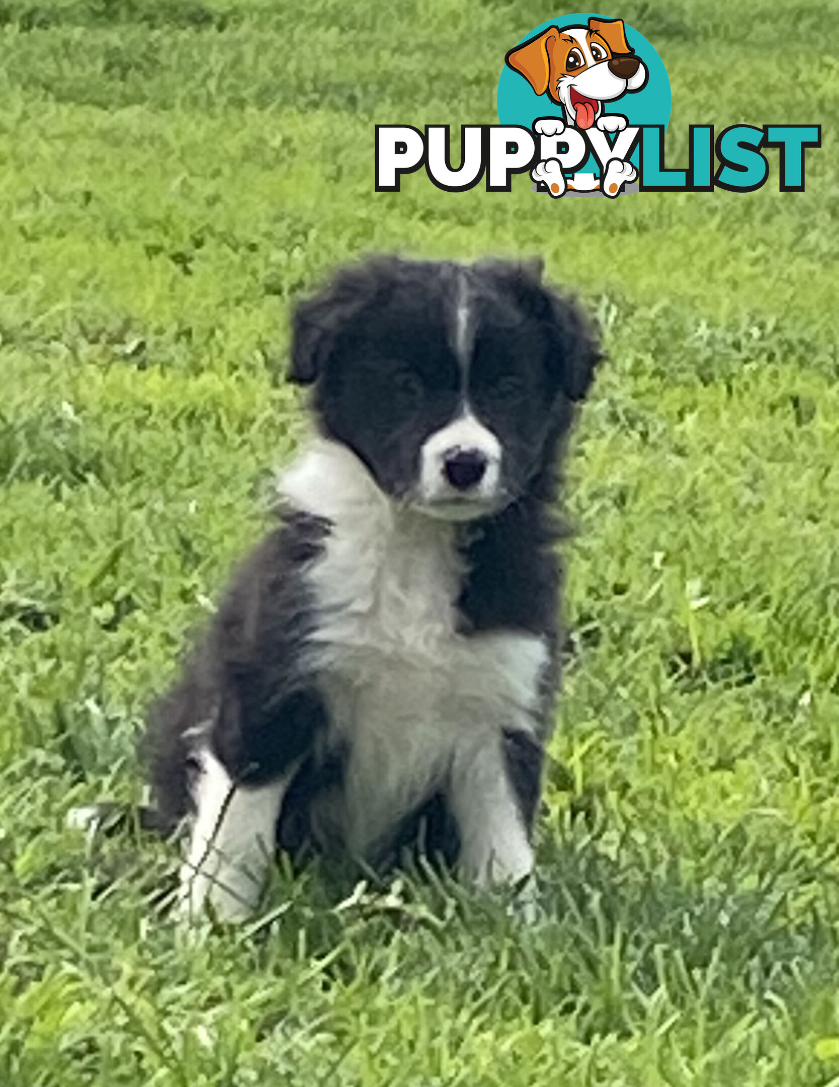 Pedigree Border Collie puppies