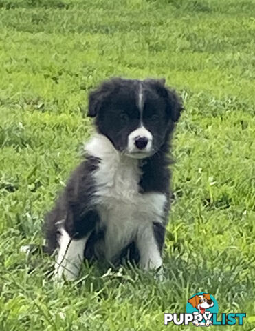 PEDIGREE  Border Collie puppies