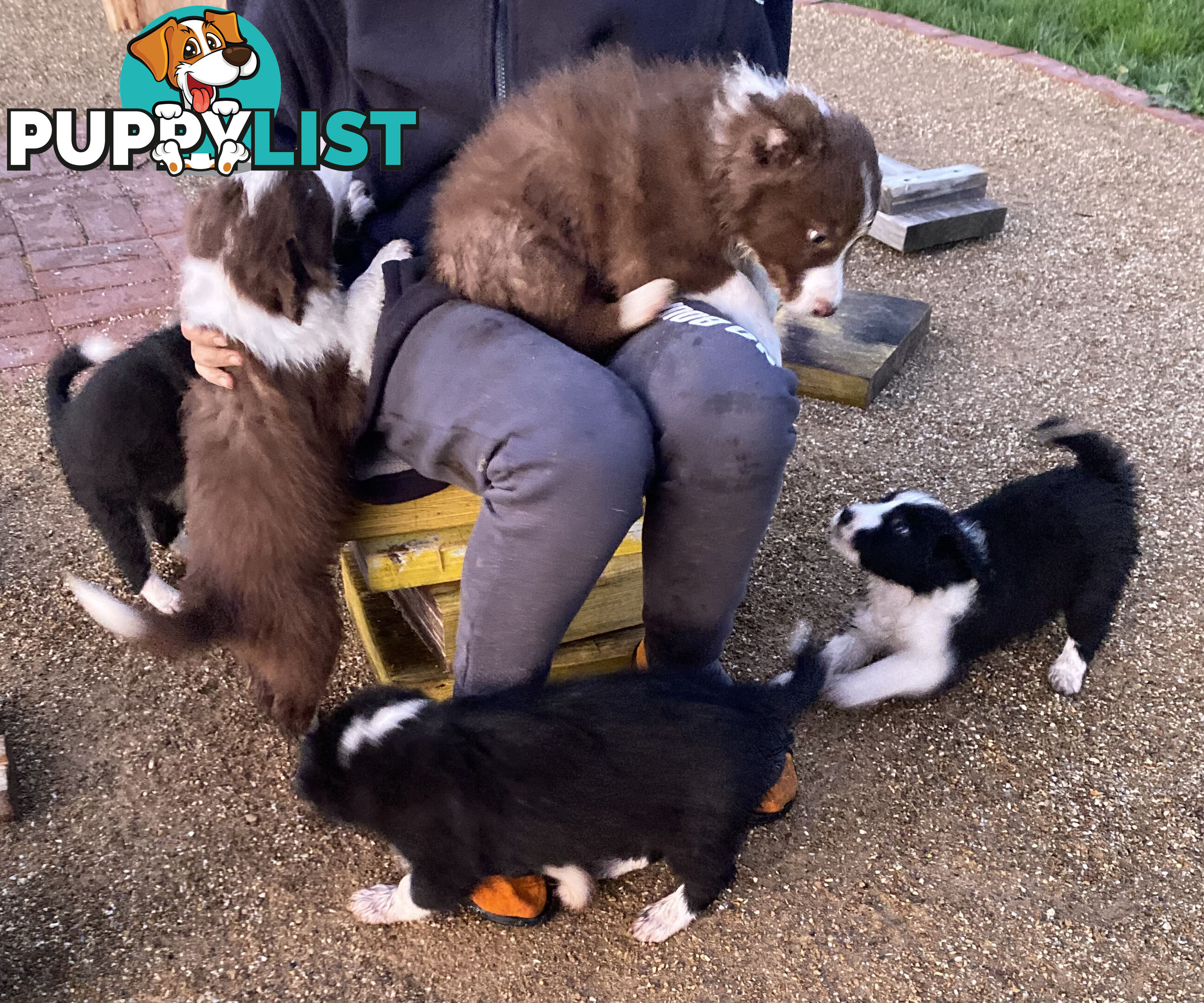 Pedigree Border Collie puppies