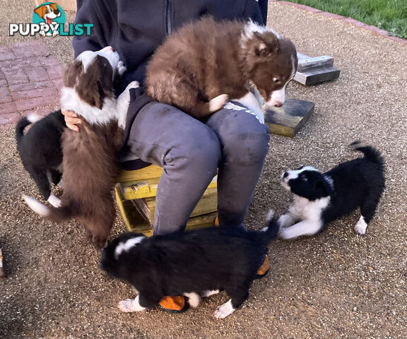 Pedigree Border Collie puppies