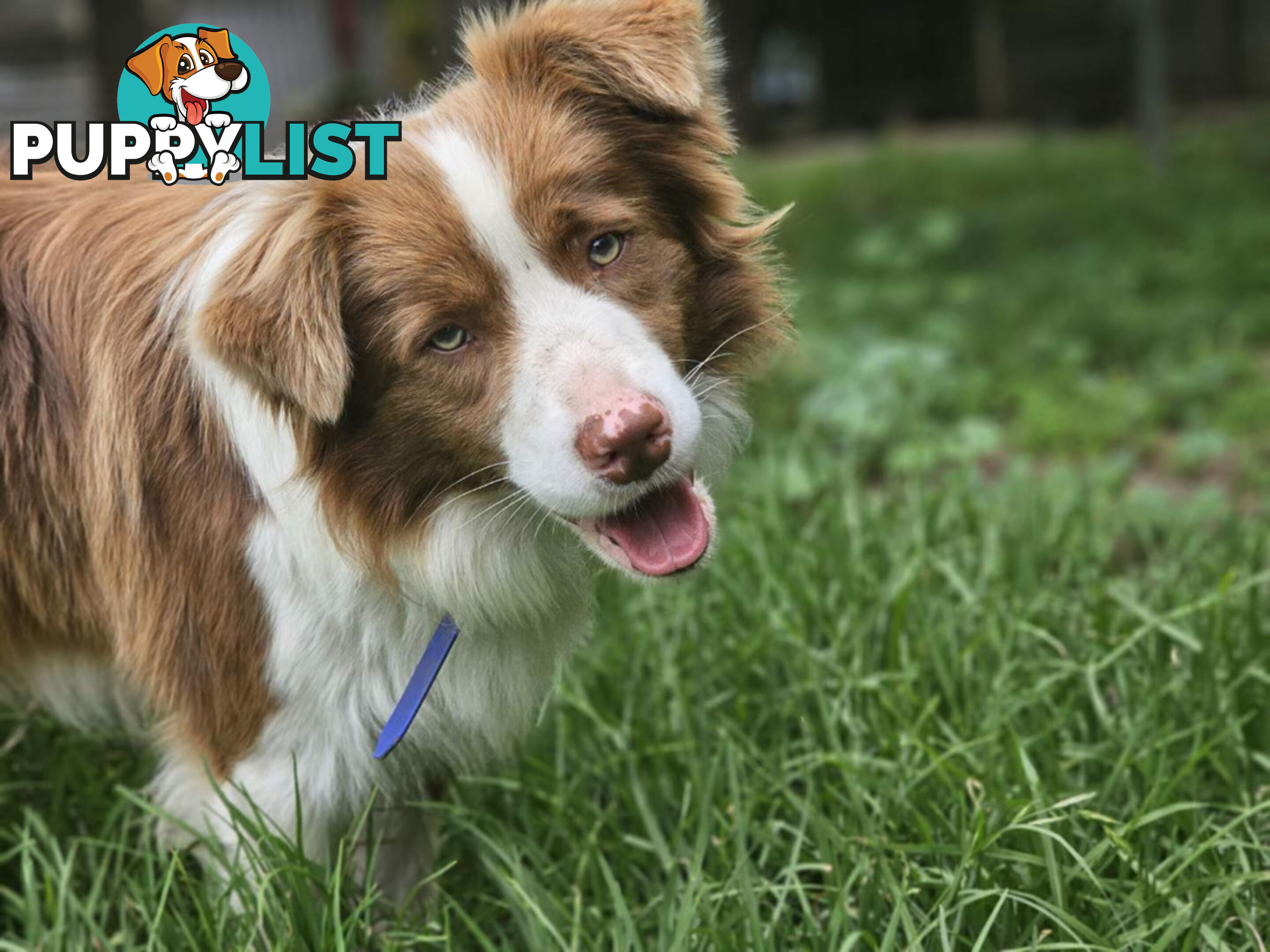 Pedigree Border Collie puppies