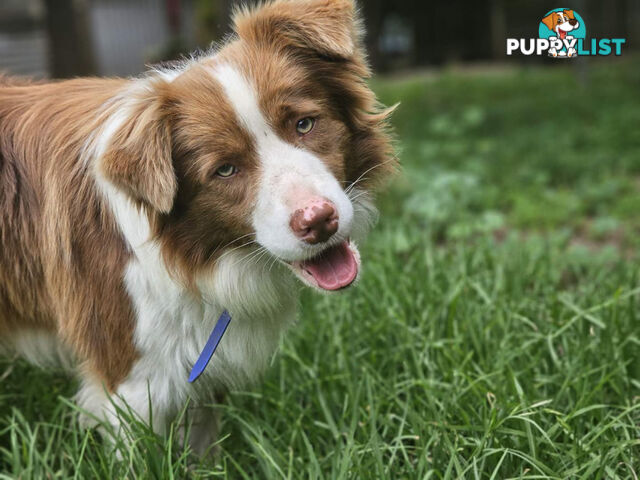 Pedigree Border Collie puppies