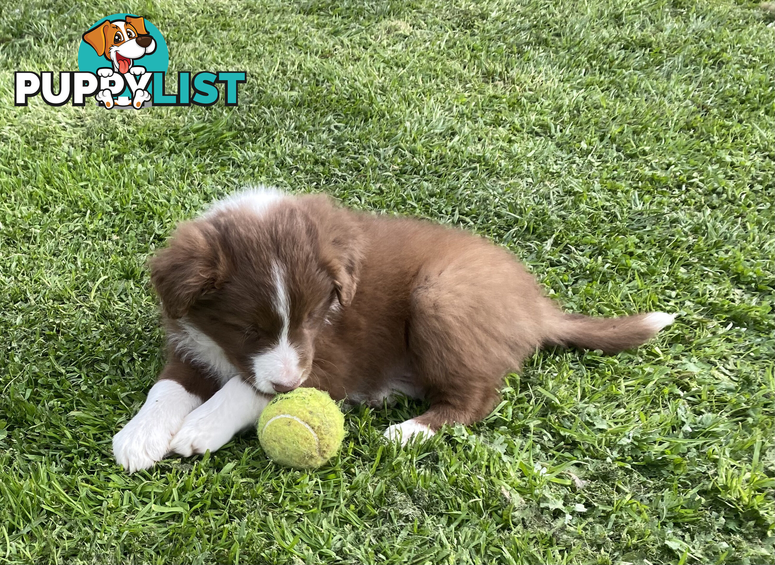 Pedigree Border Collie puppies