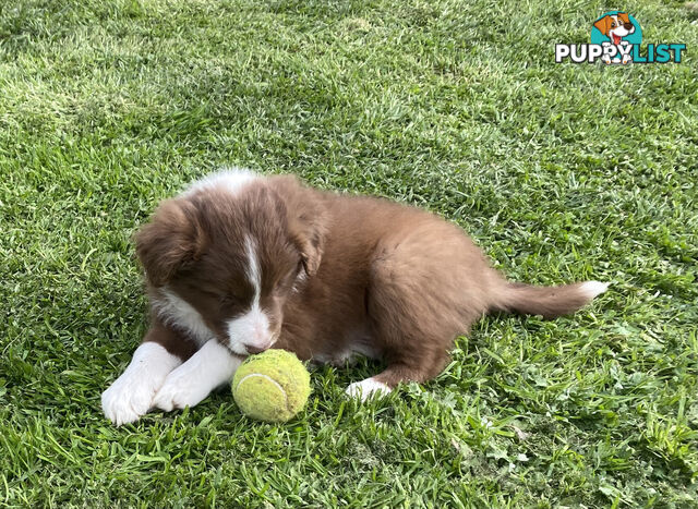 PEDIGREE  Border Collie puppies