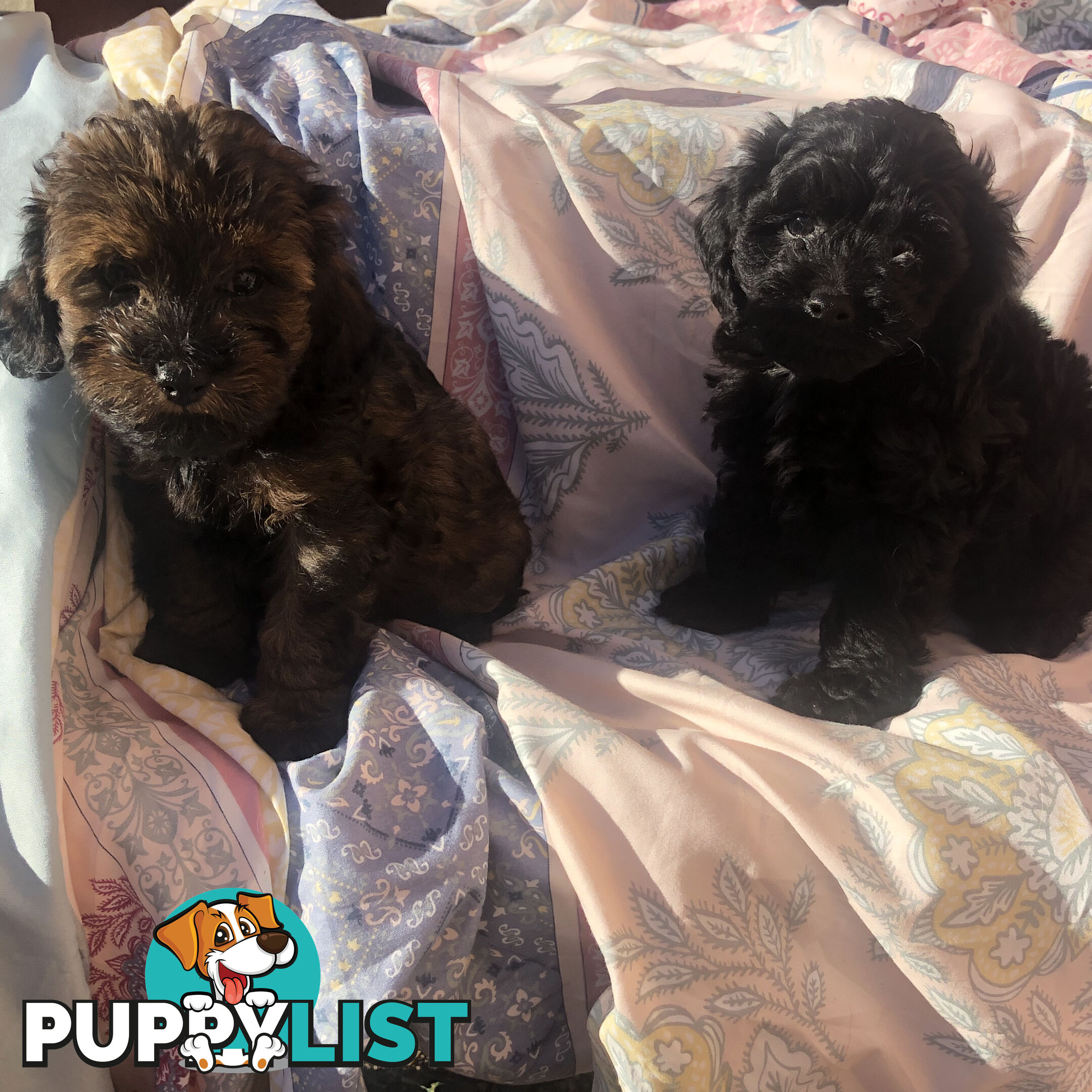 Toy Cavoodle Puppies