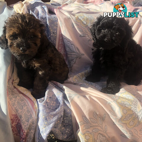 Toy Cavoodle Puppies