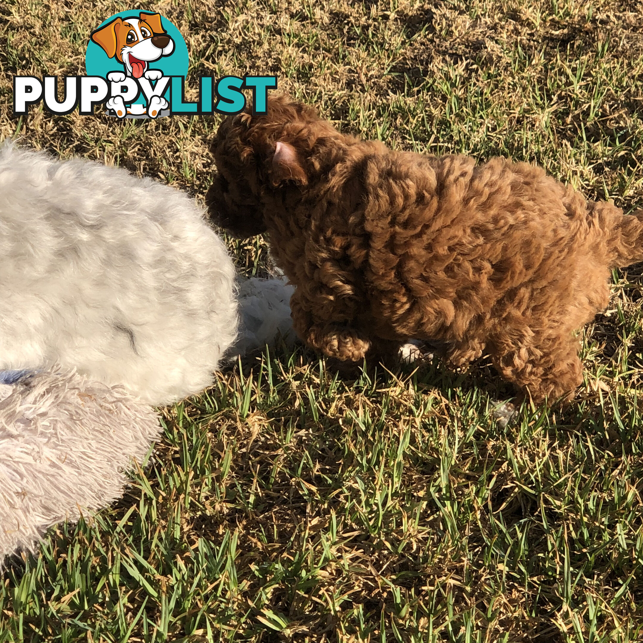 Toy Cavoodle Puppies