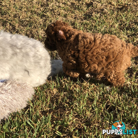 Toy Cavoodle Puppies