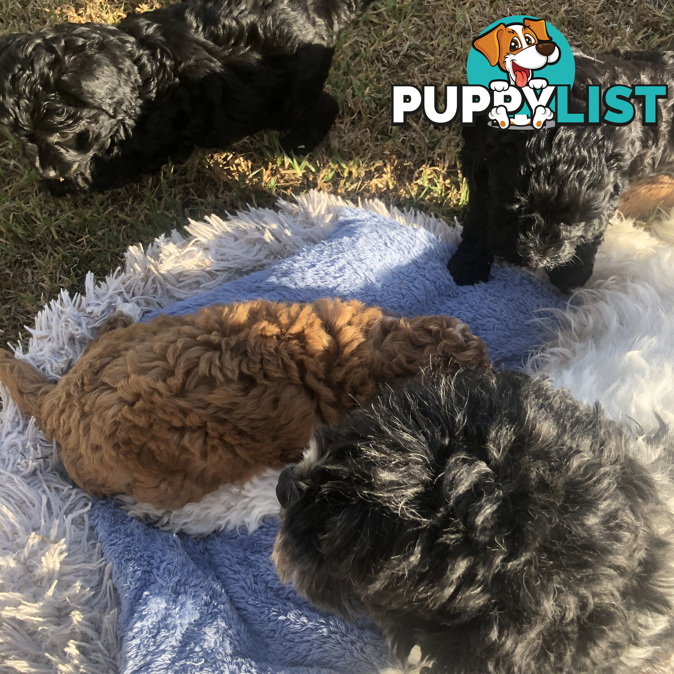 Toy Cavoodle Puppies