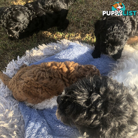 Toy Cavoodle Puppies