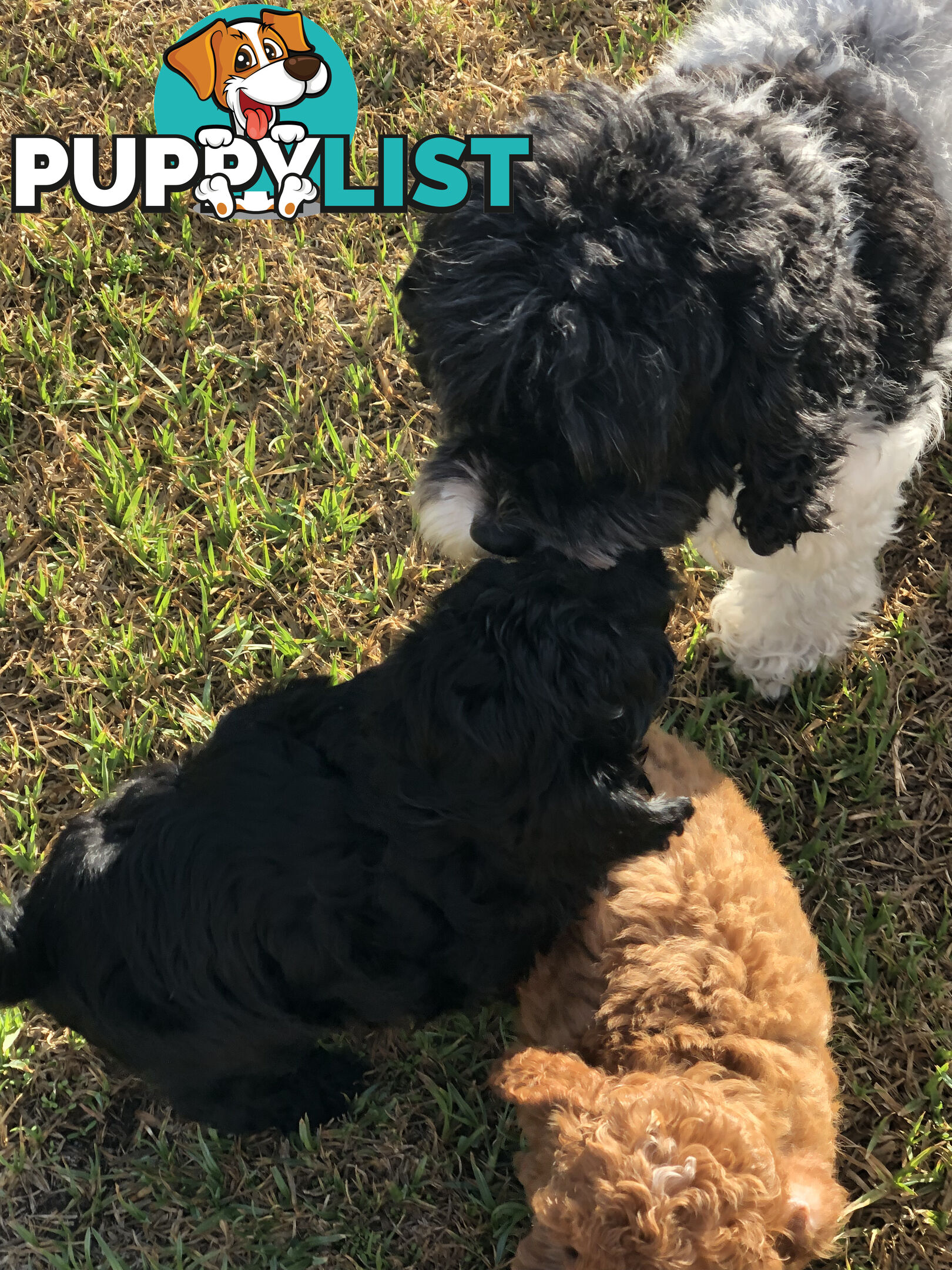 Toy Cavoodle Puppies