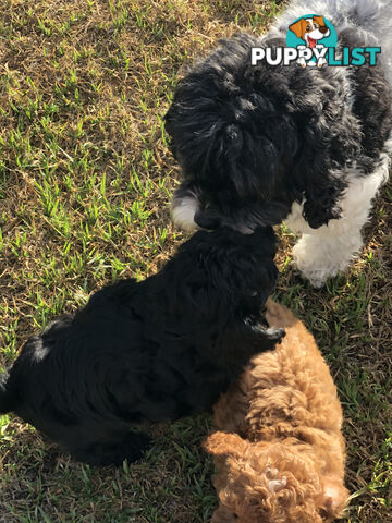 Toy Cavoodle Puppies