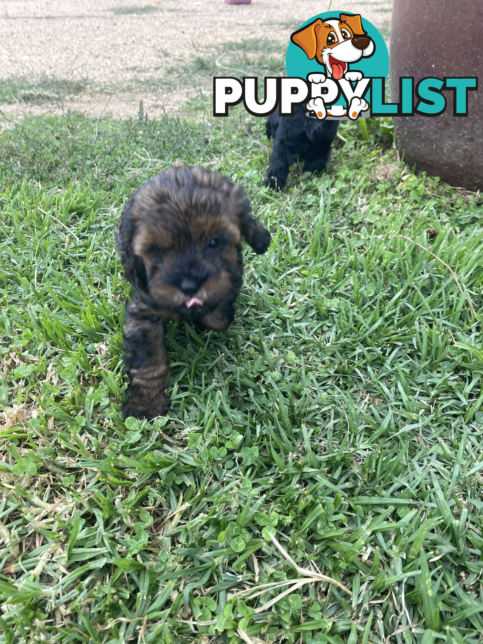 Toy Cavoodle Puppies