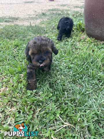 Toy Cavoodle Puppies