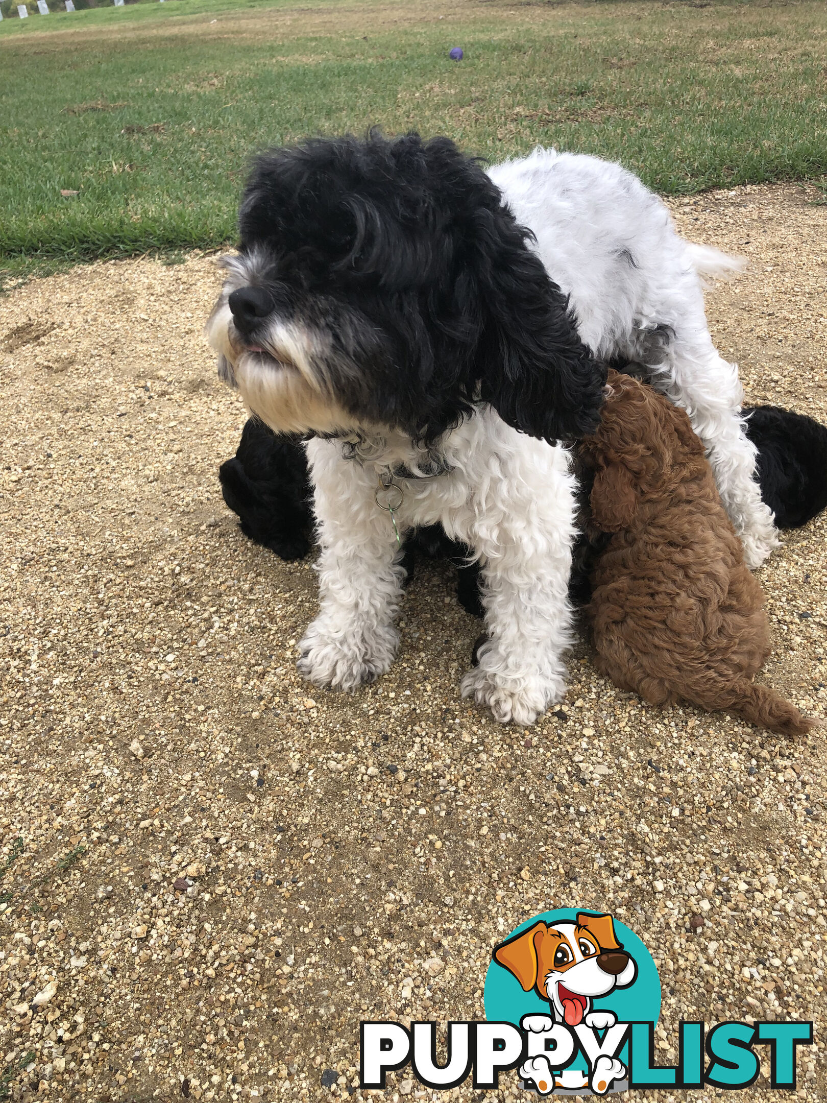 Toy Cavoodle Puppies