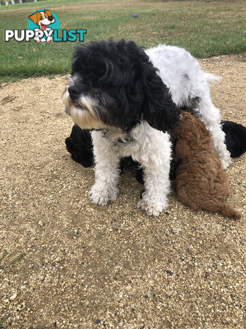 Toy Cavoodle Puppies