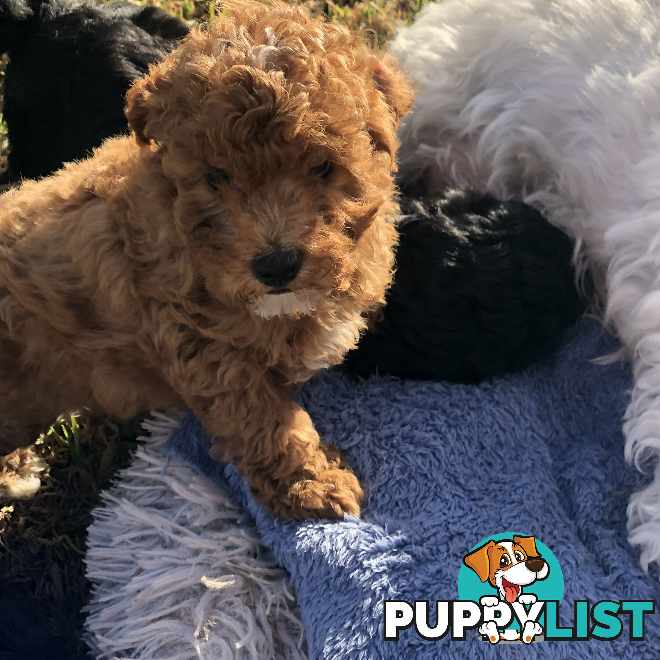 Toy Cavoodle Puppies