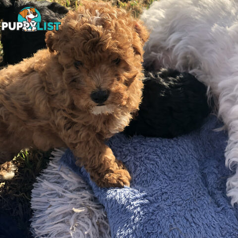 Toy Cavoodle Puppies