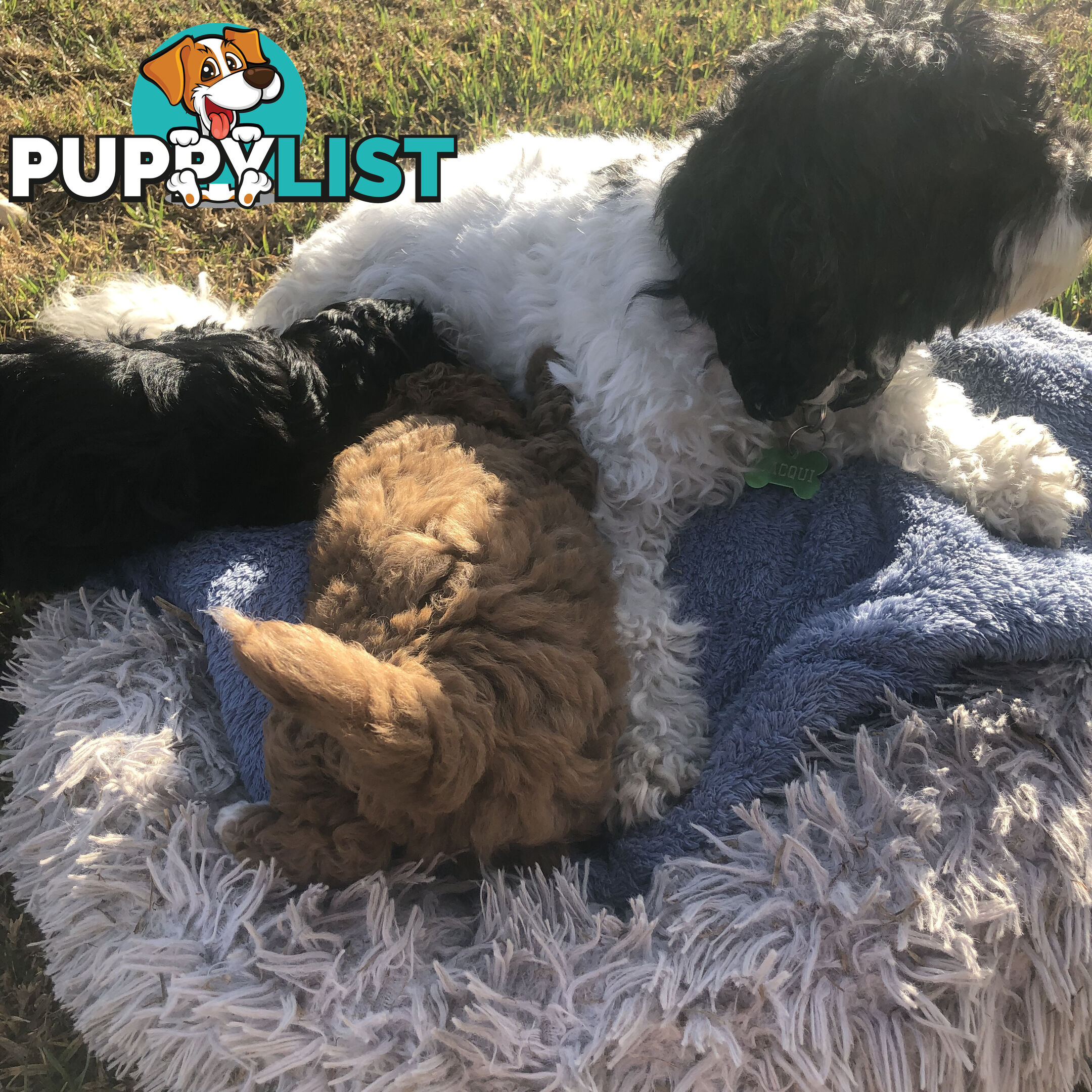 Toy Cavoodle Puppies