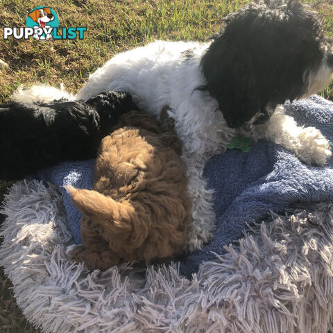 Toy Cavoodle Puppies