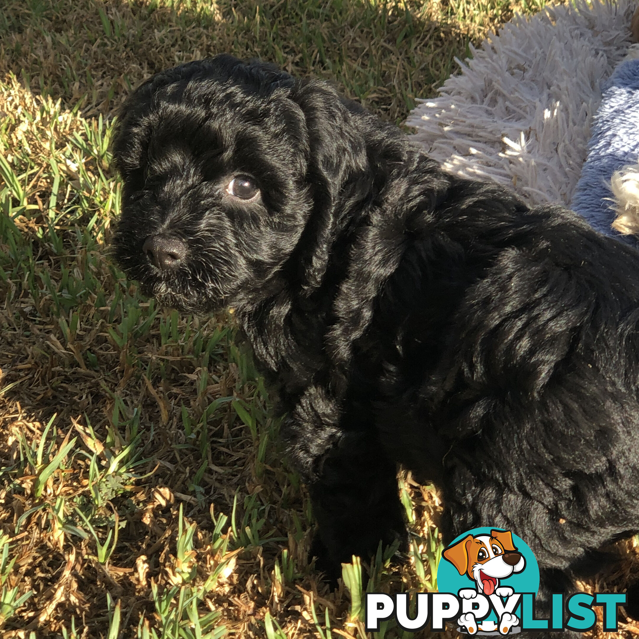 Toy Cavoodle Puppies