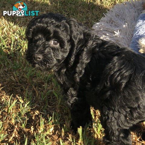 Toy Cavoodle Puppies