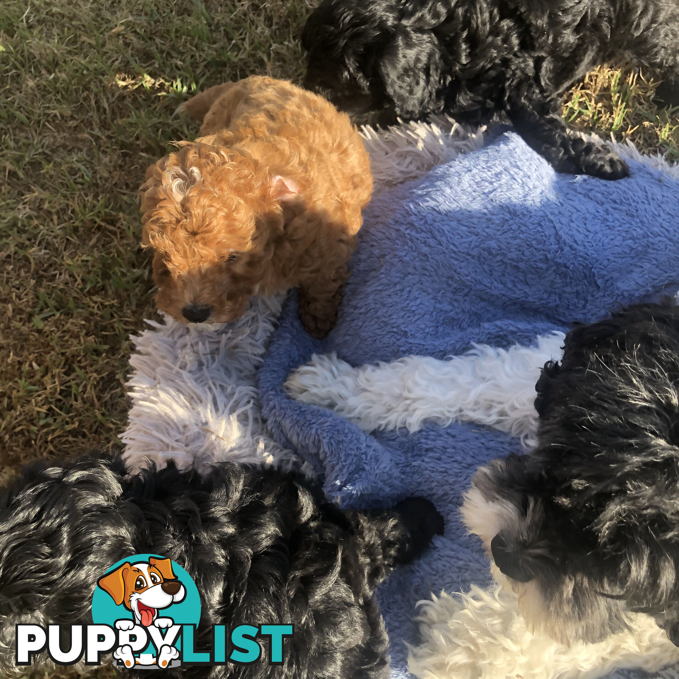 Toy Cavoodle Puppies