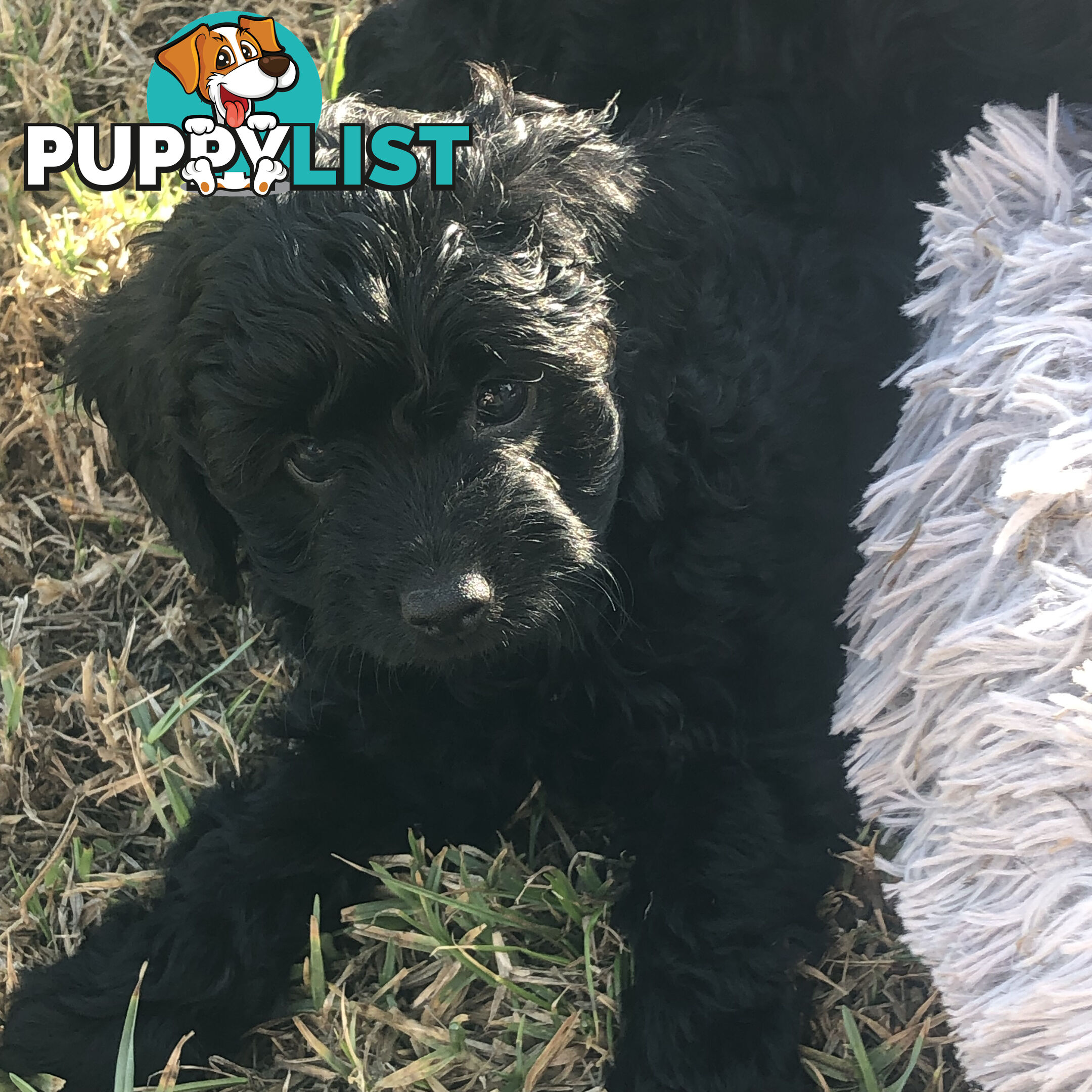 Toy Cavoodle Puppies