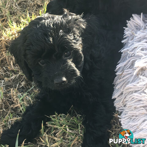 Toy Cavoodle Puppies