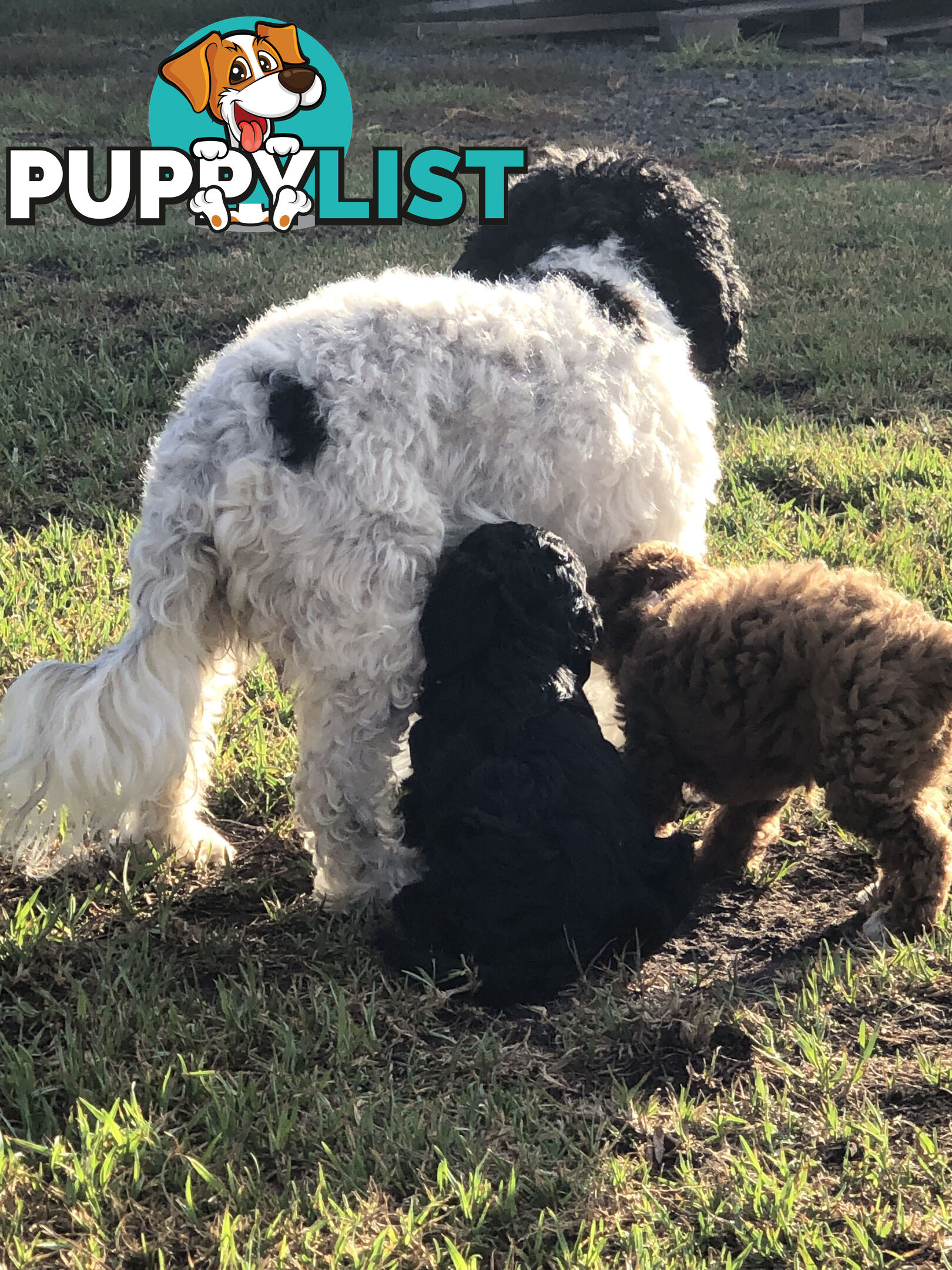 Toy Cavoodle Puppies