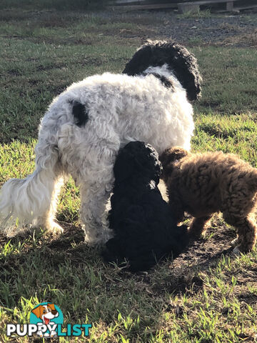 Toy Cavoodle Puppies