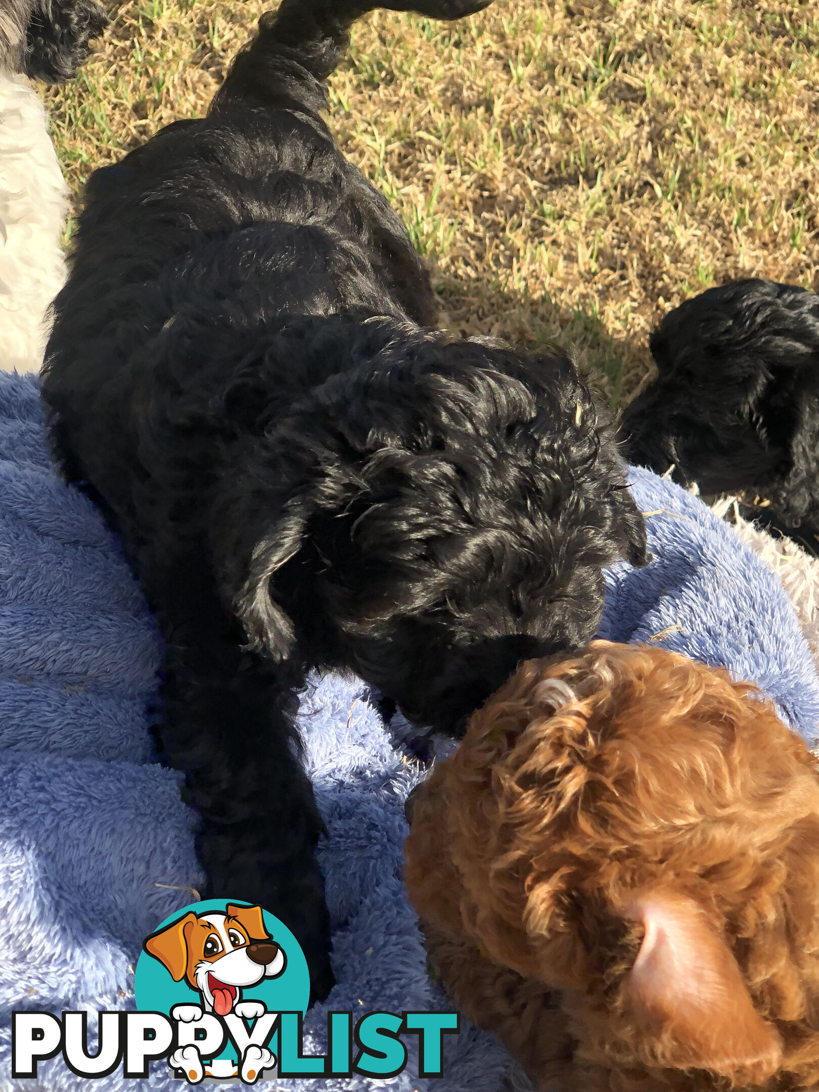 Toy Cavoodle Puppies