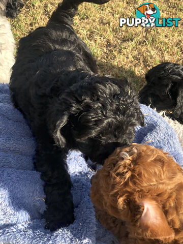 Toy Cavoodle Puppies