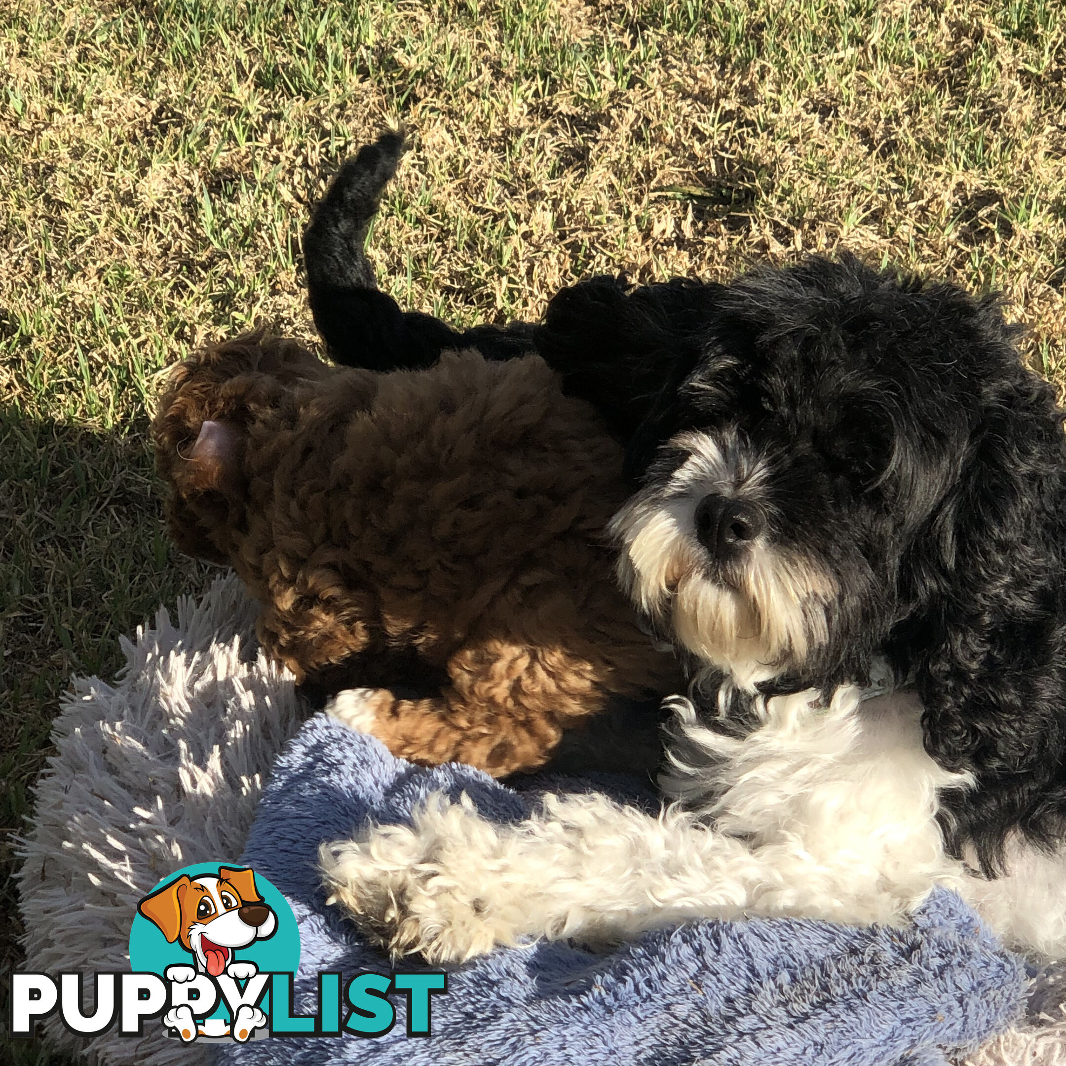 Toy Cavoodle Puppies