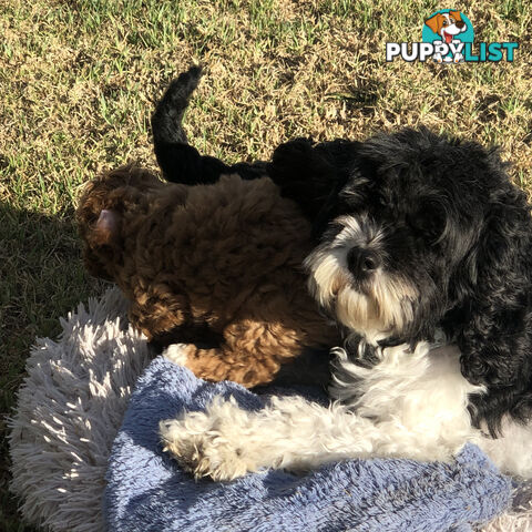 Toy Cavoodle Puppies