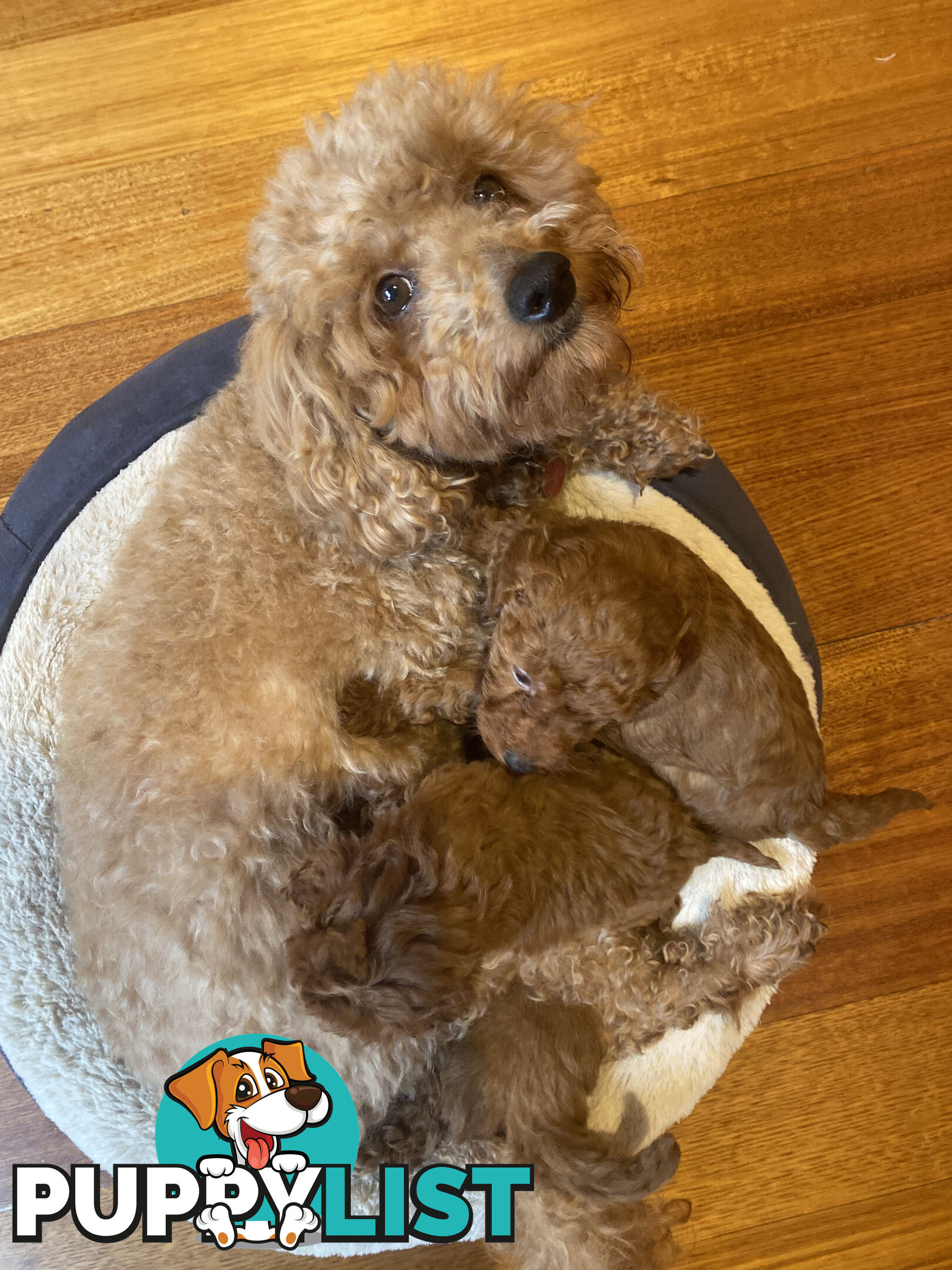 Beautiful RUBY PURE BRED TOY POODLE  Puppies  .