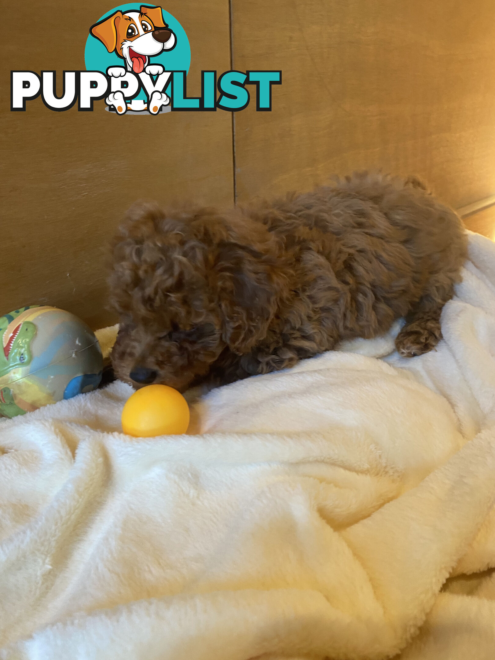 Beautiful RUBY PURE BRED TOY POODLE  Puppies  .