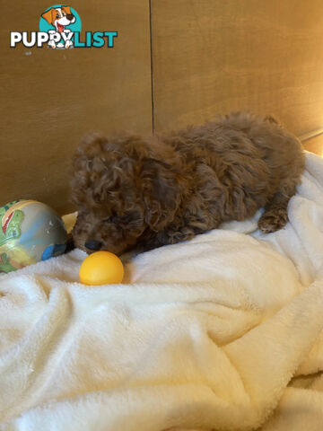 Beautiful RUBY PURE BRED TOY POODLE  Puppies  .