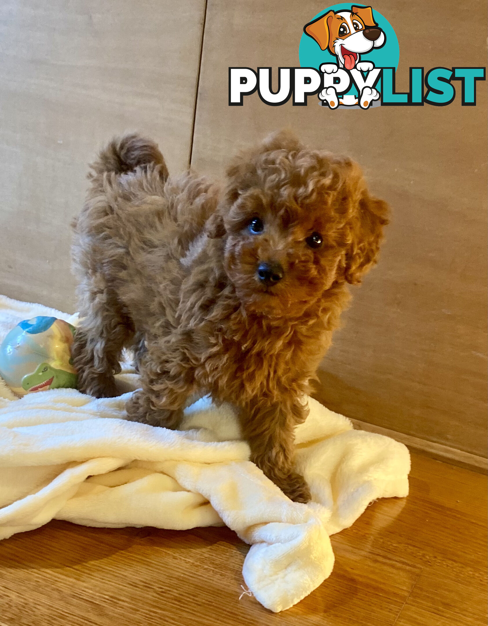 Beautiful RUBY PURE BRED TOY POODLE  Puppies  .