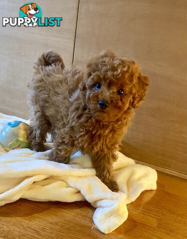 Beautiful RUBY PURE BRED TOY POODLE  Puppies  .