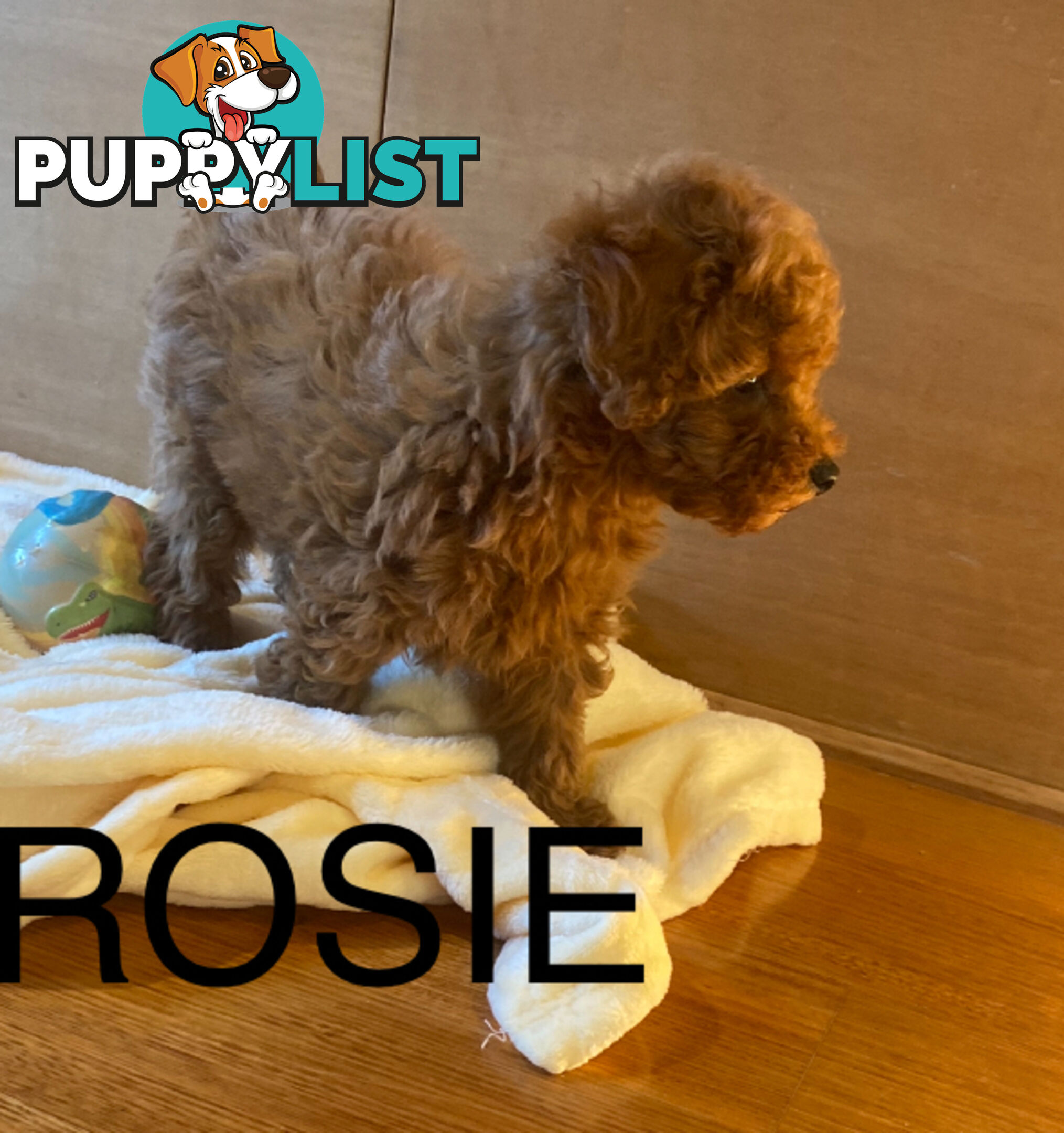 Beautiful RUBY PURE BRED TOY POODLE  Puppies  .