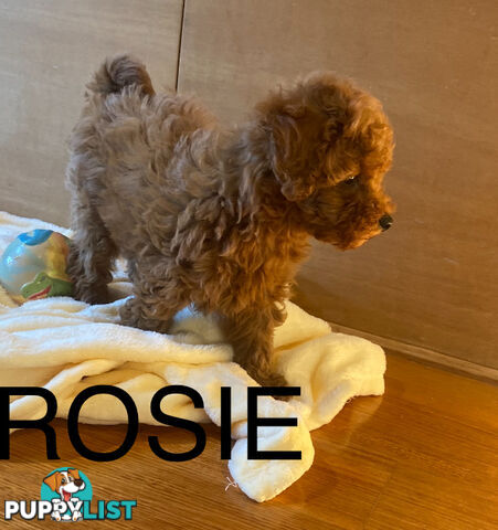 Beautiful RUBY PURE BRED TOY POODLE  Puppies  .
