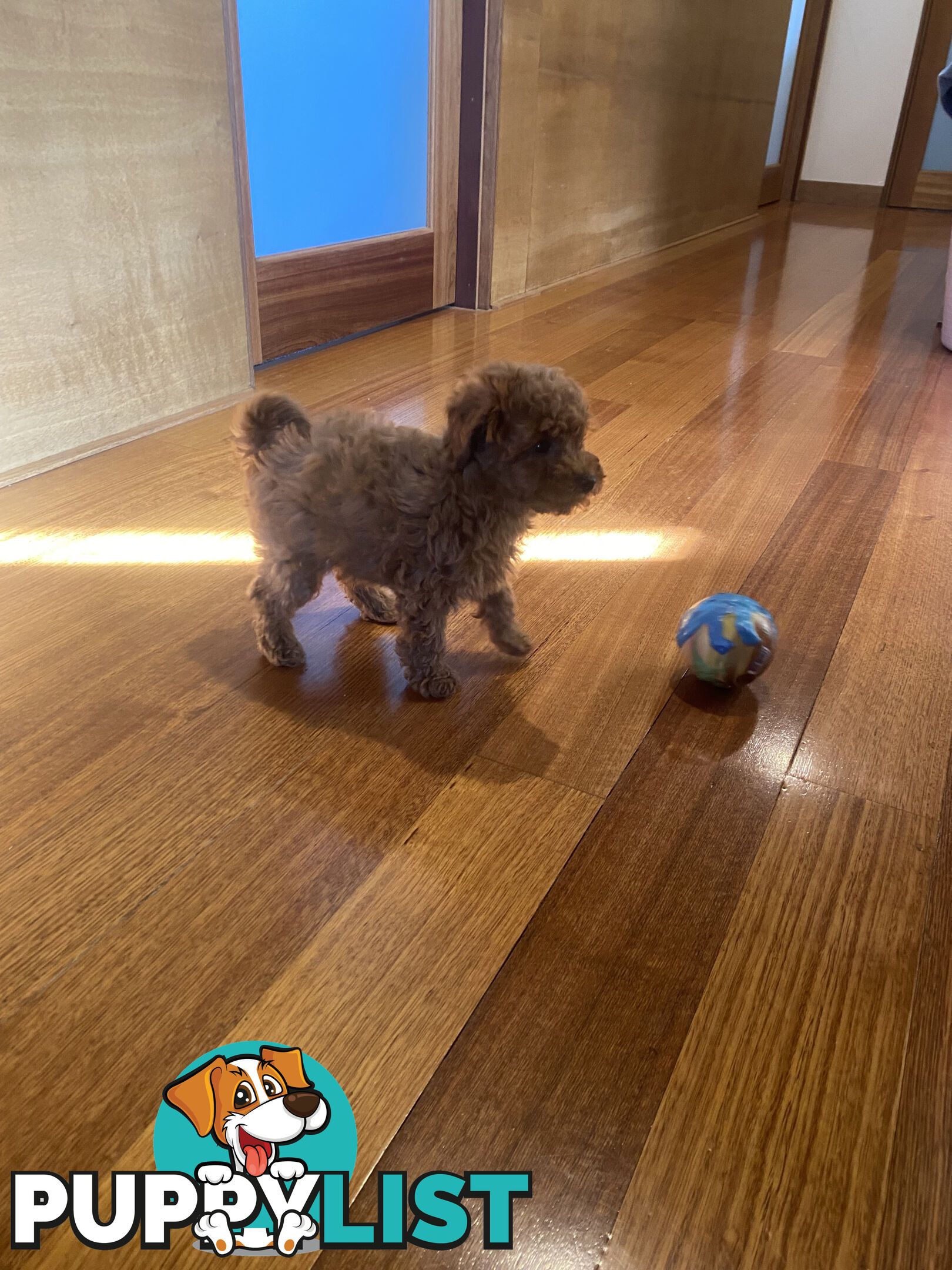 Beautiful RUBY PURE BRED TOY POODLE  Puppies  .