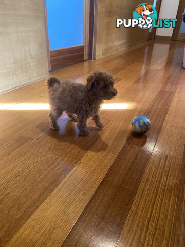 Beautiful RUBY PURE BRED TOY POODLE  Puppies  .