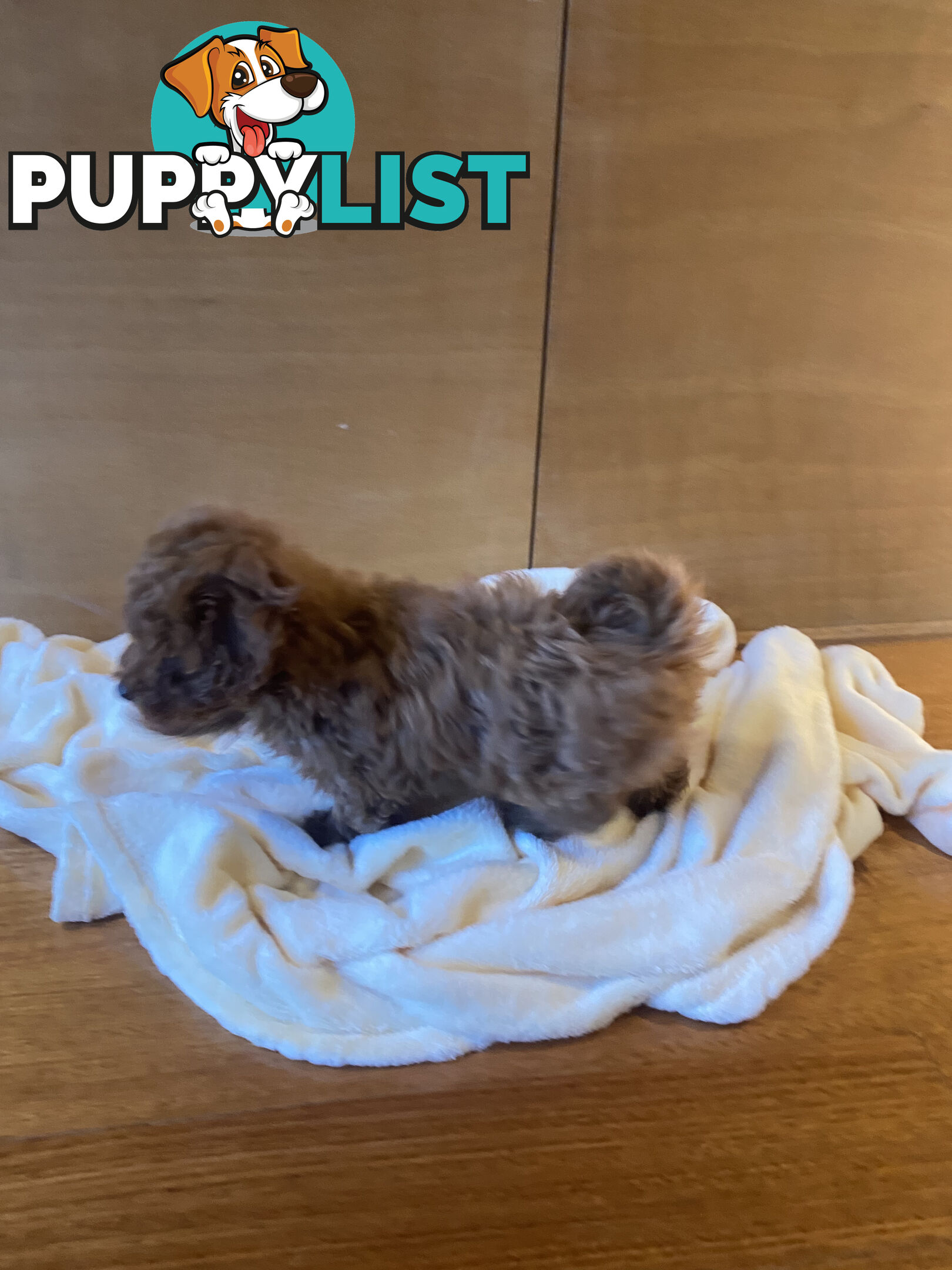 Beautiful RUBY PURE BRED TOY POODLE  Puppies  .