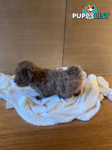 Beautiful RUBY PURE BRED TOY POODLE  Puppies  .