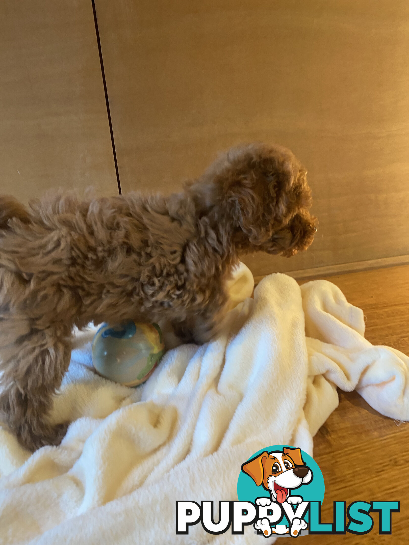 Beautiful RUBY PURE BRED TOY POODLE  Puppies  .