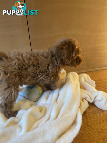 Beautiful RUBY PURE BRED TOY POODLE  Puppies  .